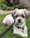 adoptable Dog in  named Sesame