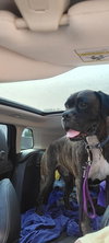 Riggs - Photo 2