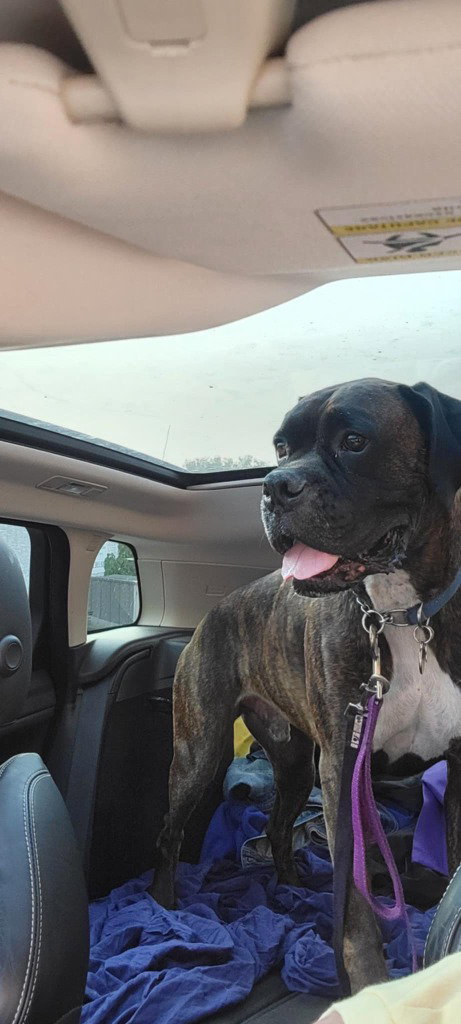 RIGGS - Boxer available for adoption