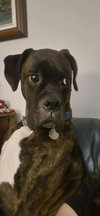 Riggs - Photo 3