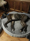 Riggs - Photo 4