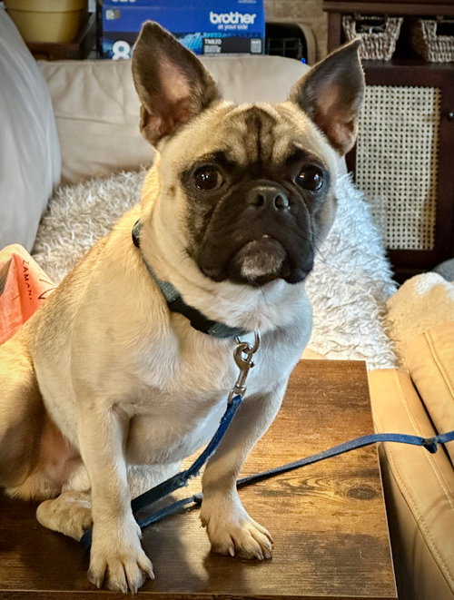 Bowie, an adoptable Pug in Brights Grove, ON