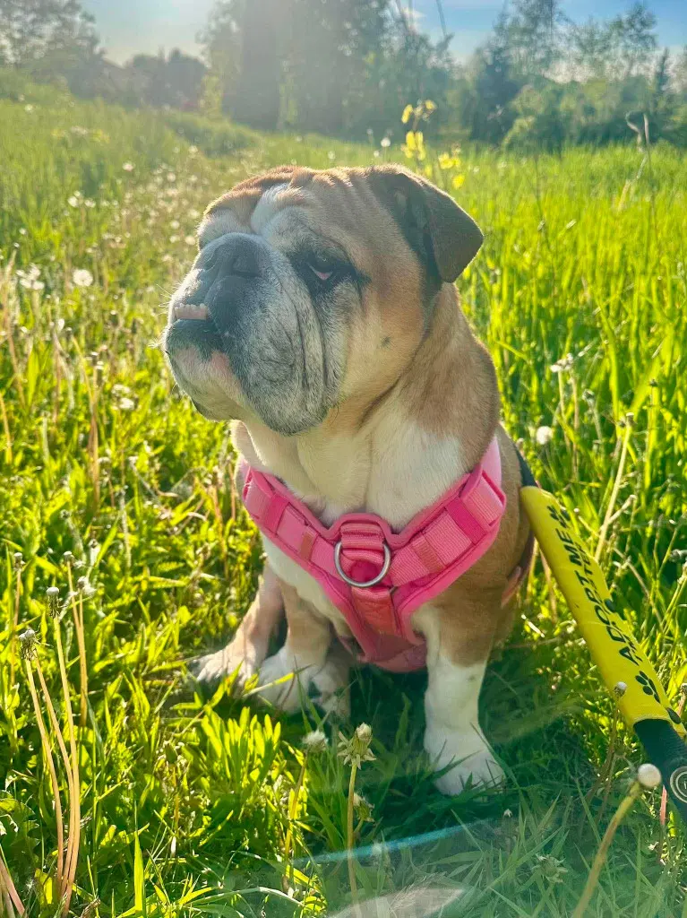Ruby - English Bulldog