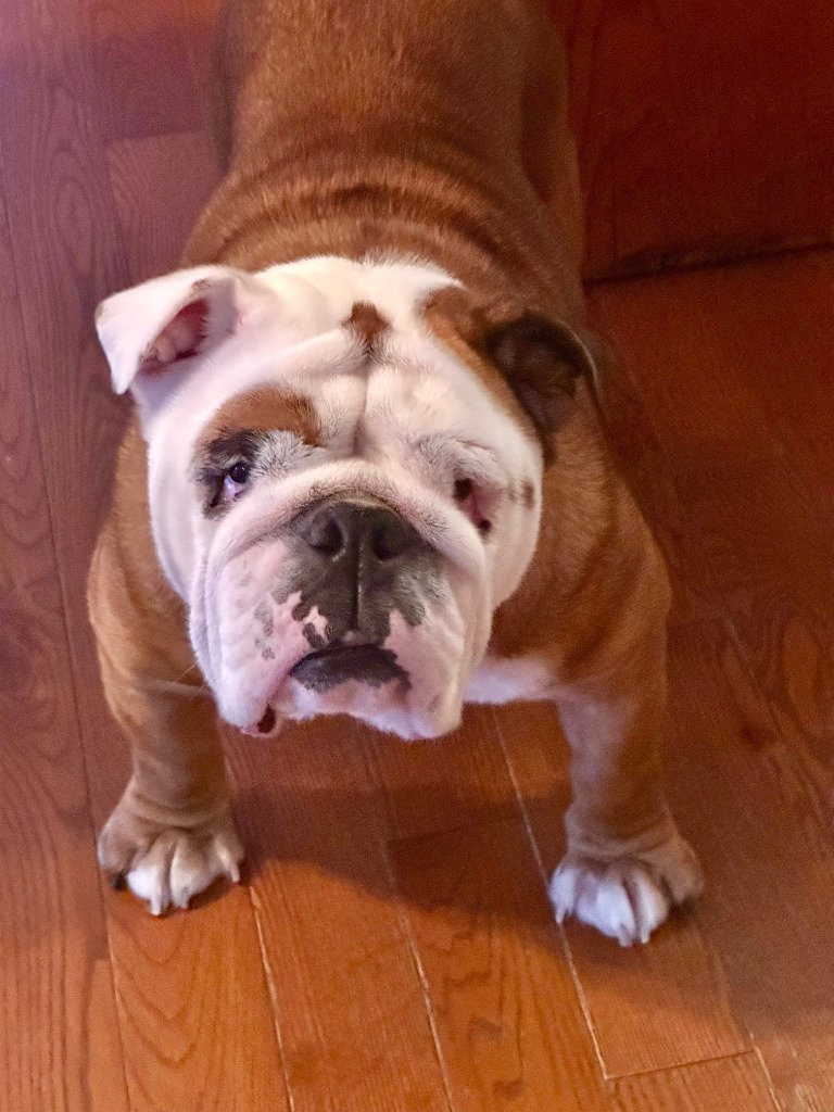 Bailey Image