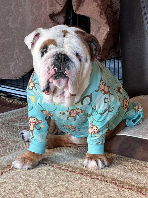 Bailey, an adoptable English Bulldog in Brights Grove, ON