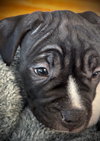 Kip - Photo 2