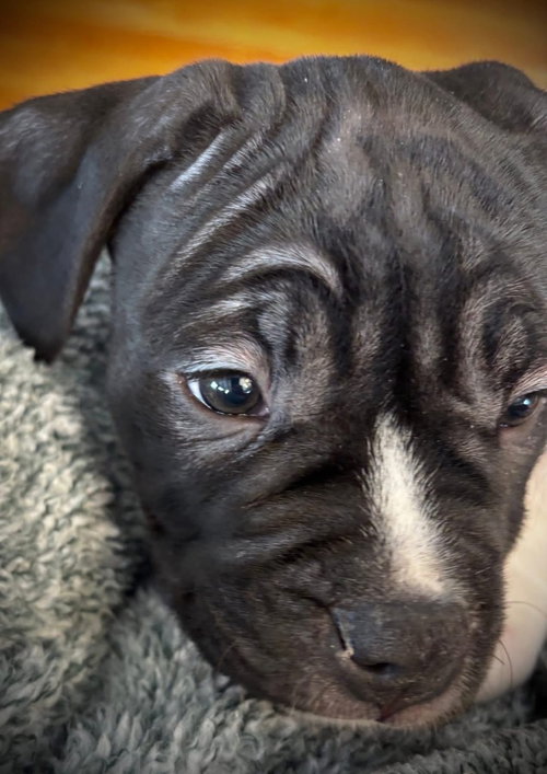 KIP - Boxer available for adoption