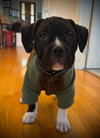 Kip - Photo 3