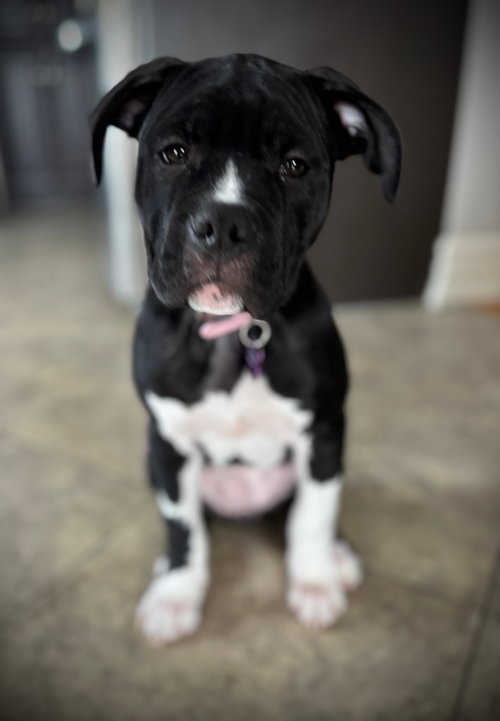 Kip, an adoptable Boxer in Brights Grove, ON