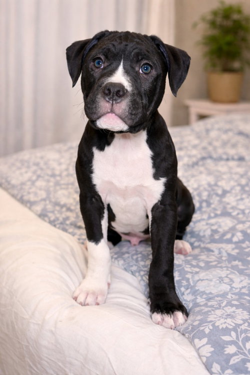 Scott, an adoptable Boxer in Brights Grove, ON