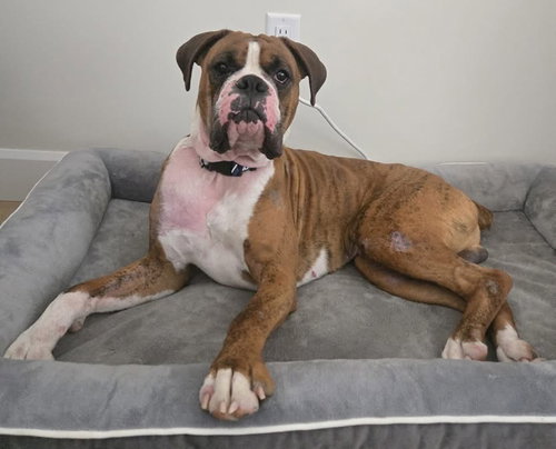 Sarge, an adoptable Boxer in Brights Grove, ON