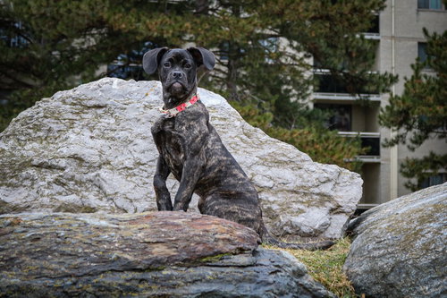 Rose, an adoptable Boxer in Brights Grove, ON