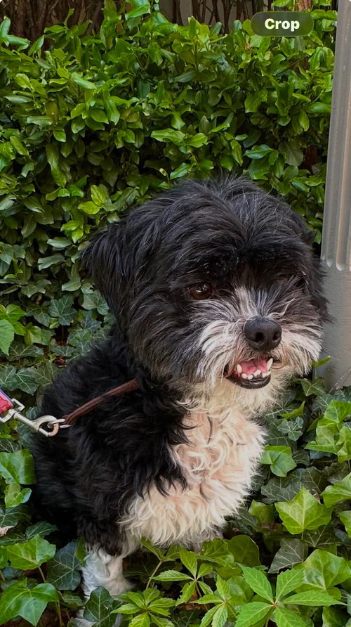 Panda, an adoptable Shih Tzu in Brights Grove, ON