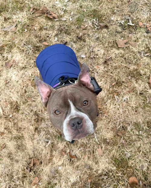 Picasso, an adoptable French Bulldog in Brights Grove, ON