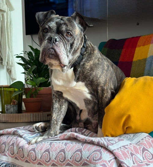Avey, an adoptable English Bulldog in Brights Grove, ON