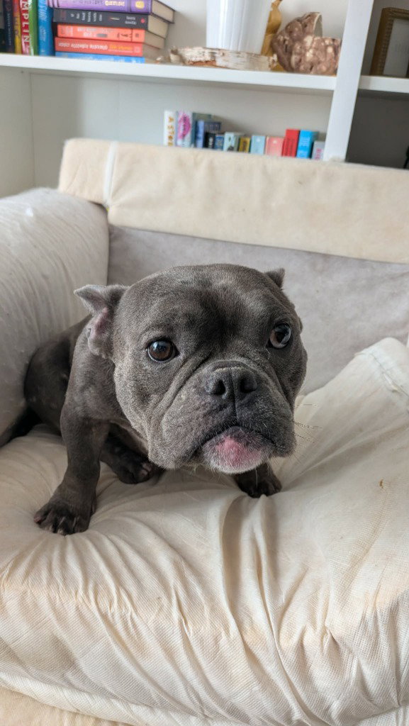Gio