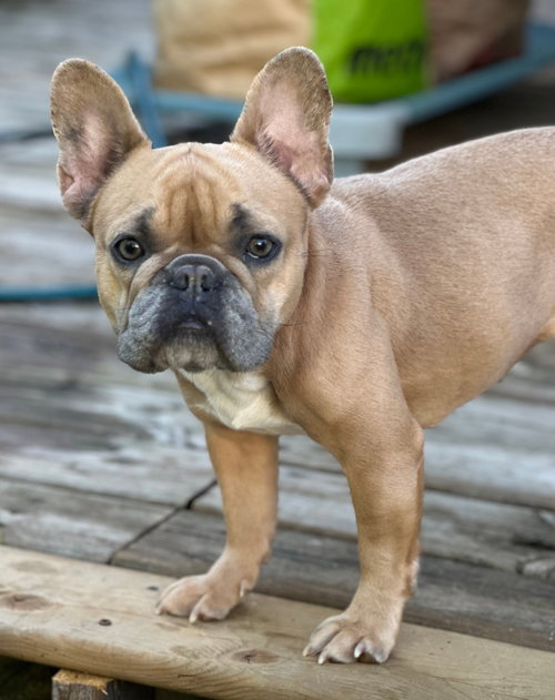 Frankie