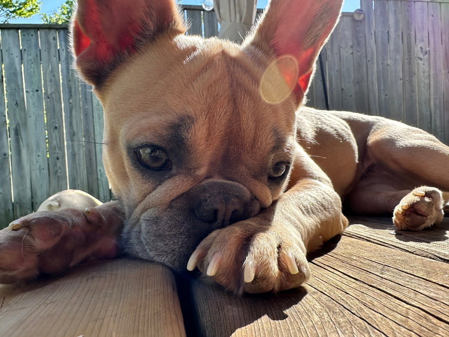 Frankie