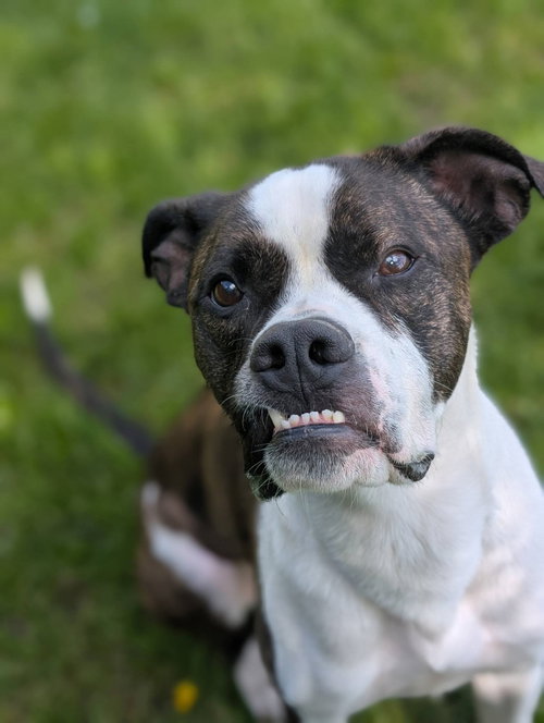 Smudge, an adoptable Terrier in Brights Grove, ON