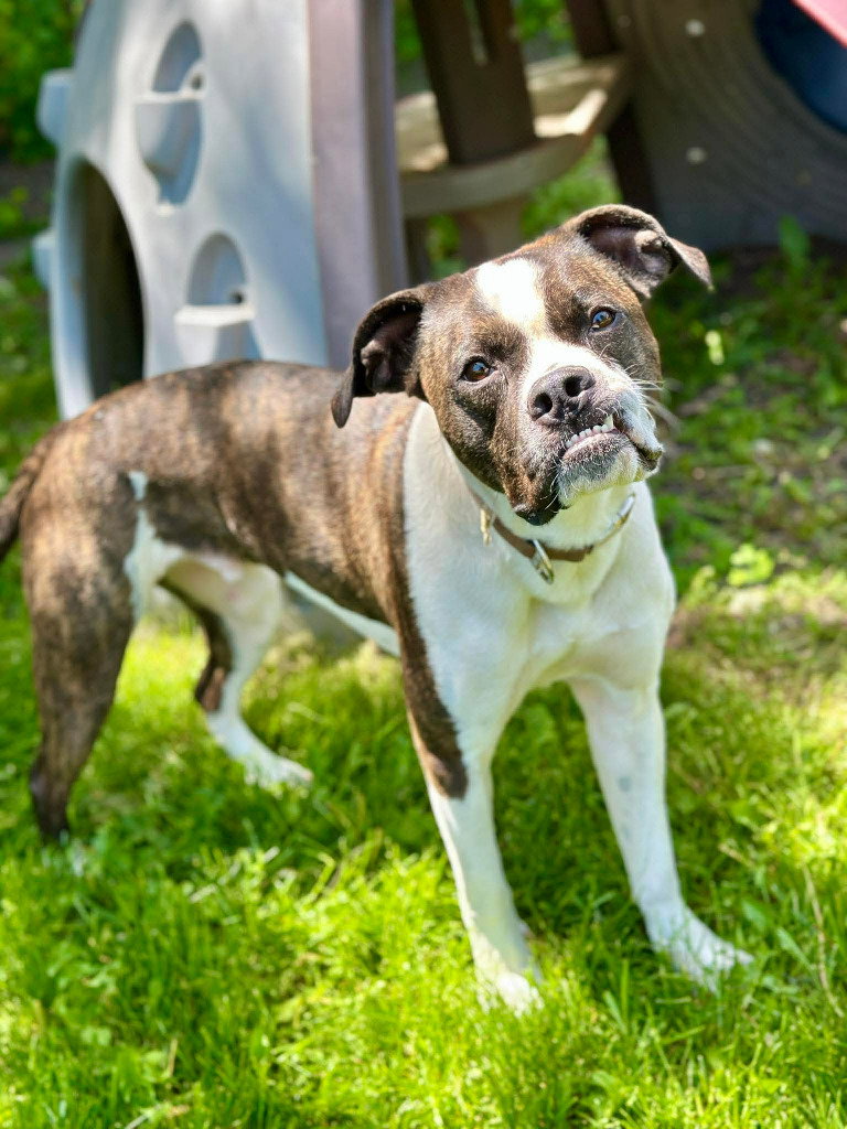 Smudge