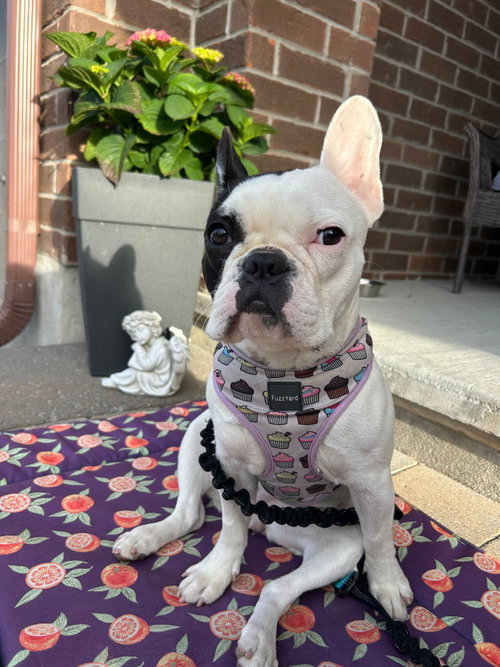 Fiona