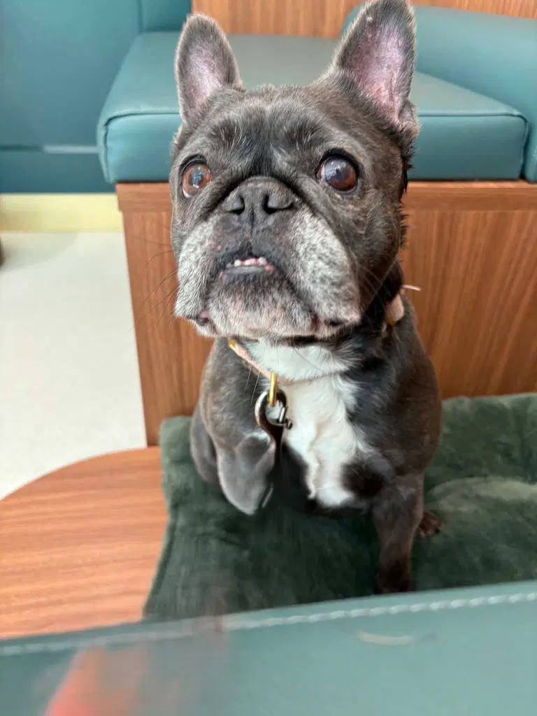 Luna - French Bulldog