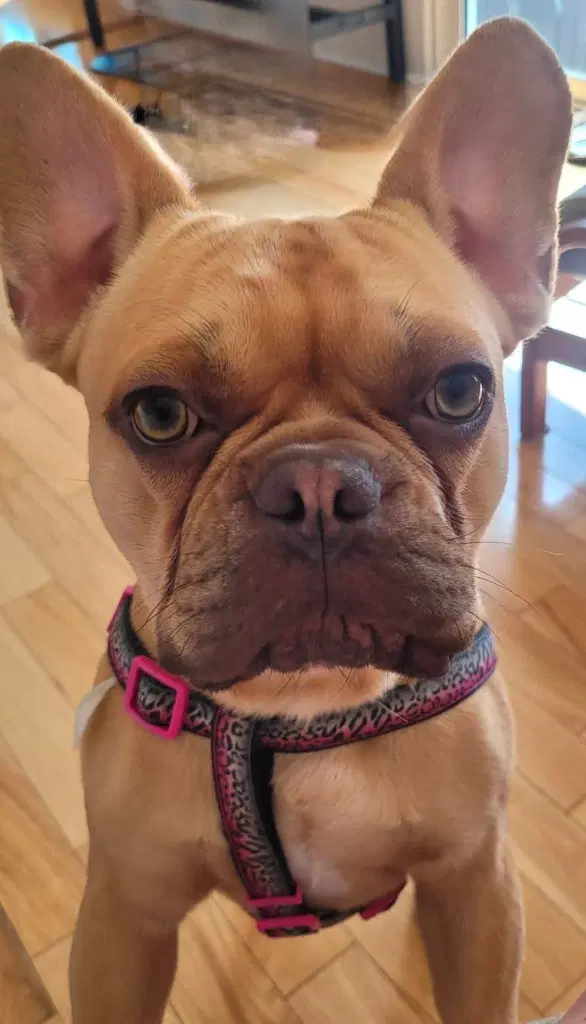 Arno - French Bulldog