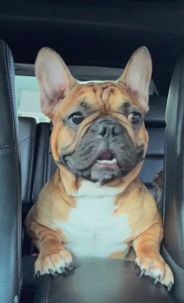Benny - French Bulldog
