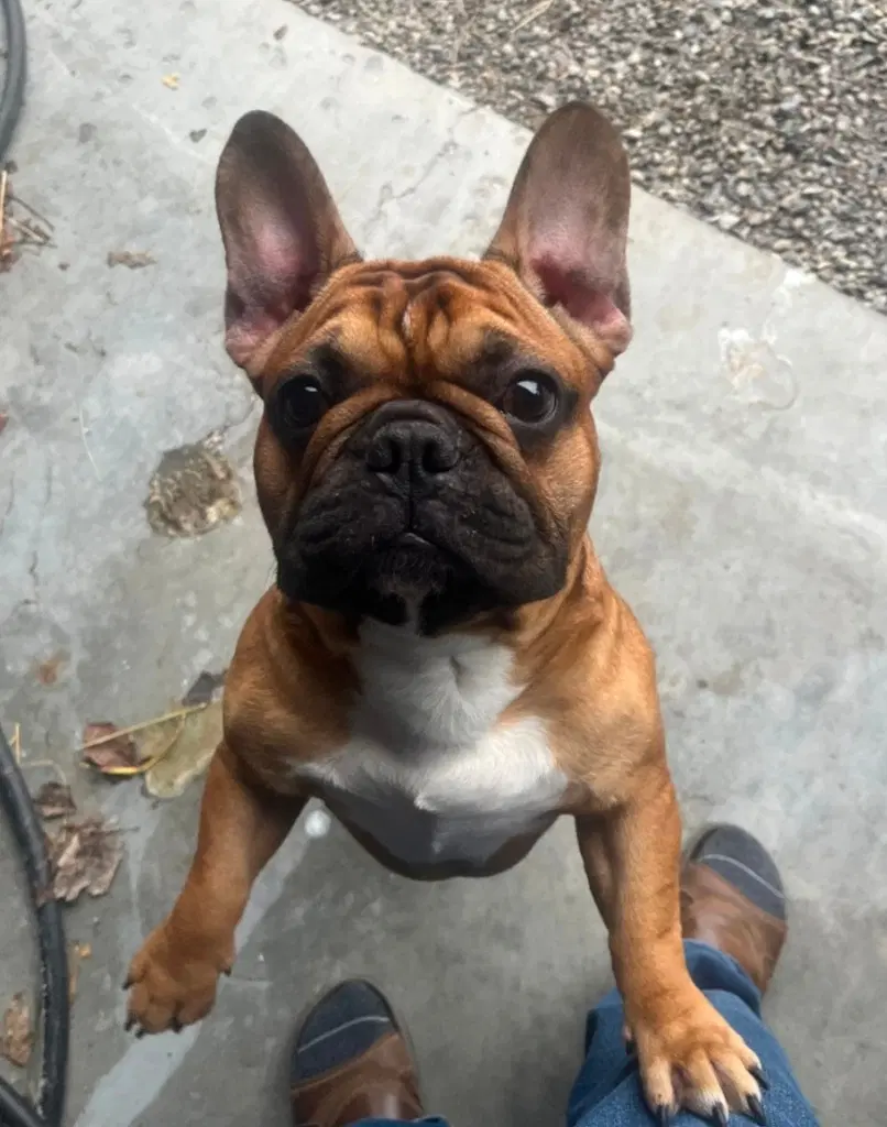 Benny image 2