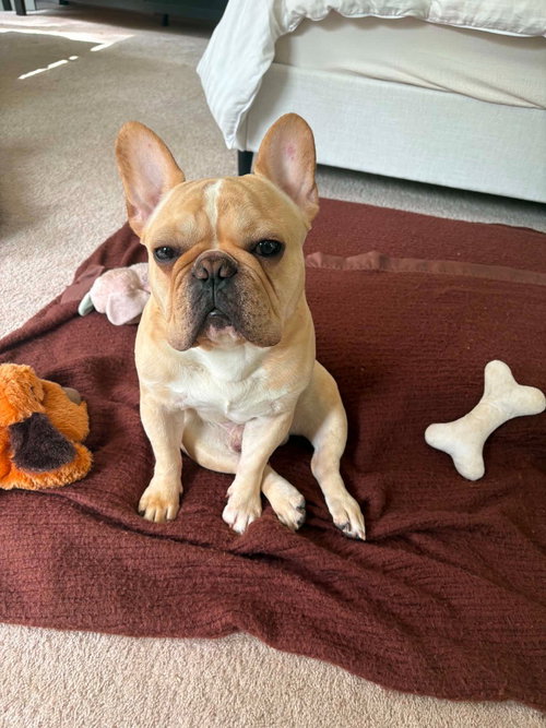 Louie