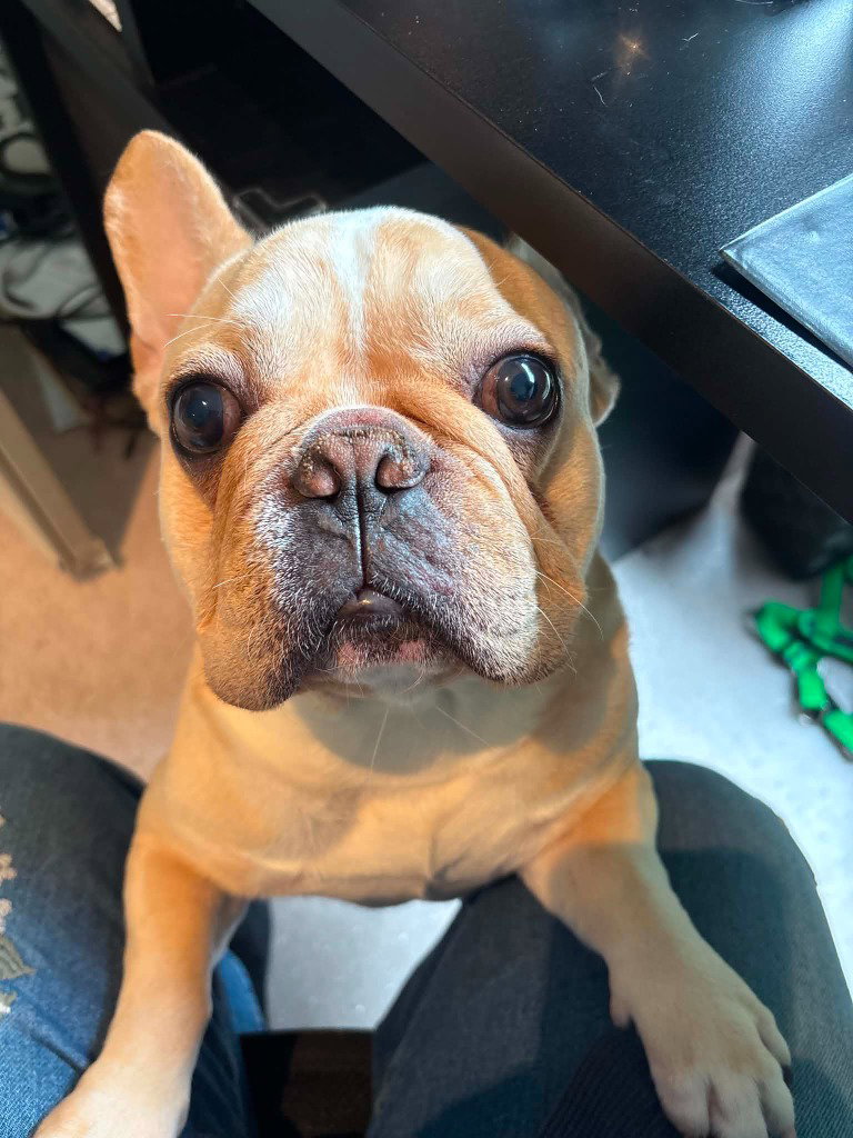 Louie
