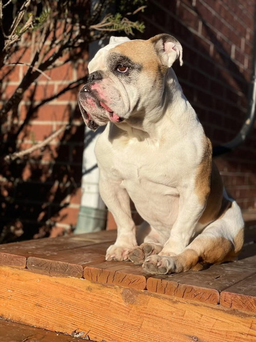 Ruthie, photo 4