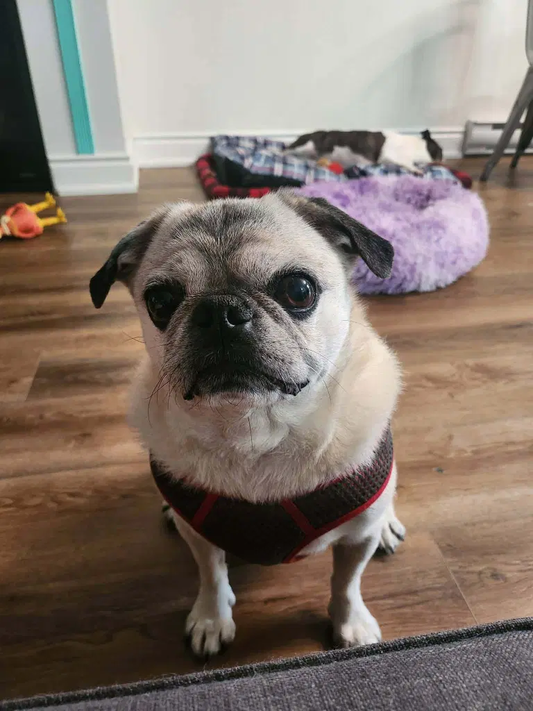 Rocky - Pug