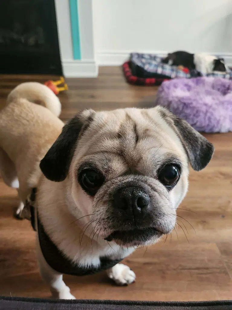Frank - Pug