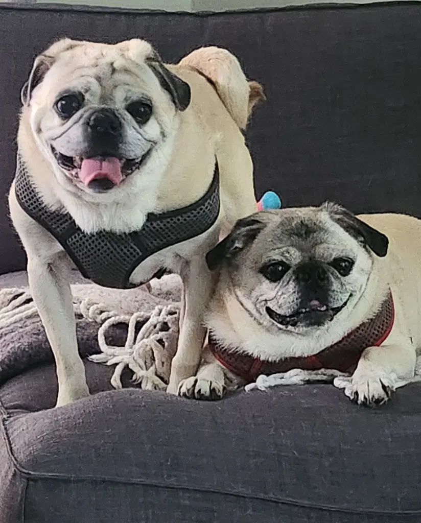 Frank image 2