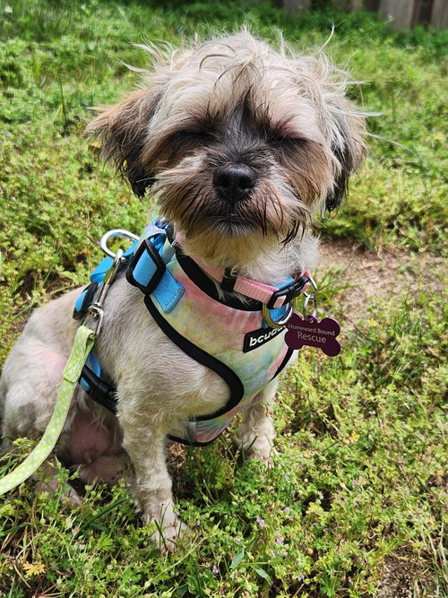Butter, an adoptable Shih Tzu in Brights Grove, ON