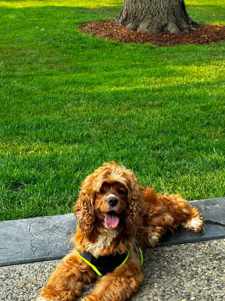 Edie - Cocker Spaniel