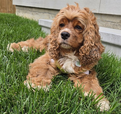 Edie, a dog for adoption from Homeward Bound Rescue