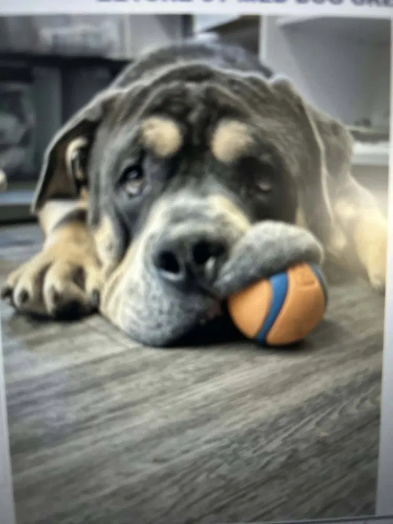 Eeyore - English Bulldog