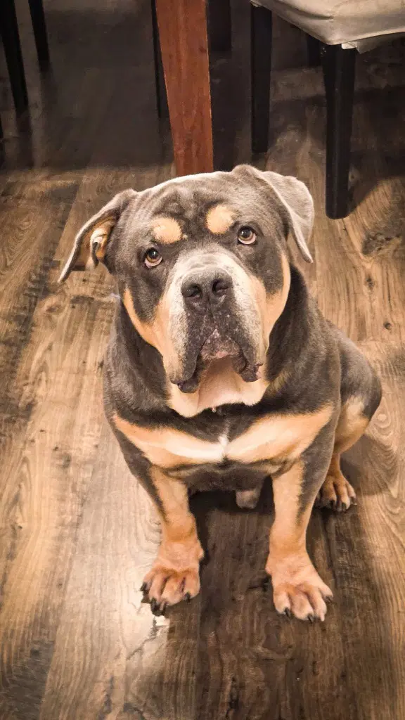 Eeyore - English Bulldog