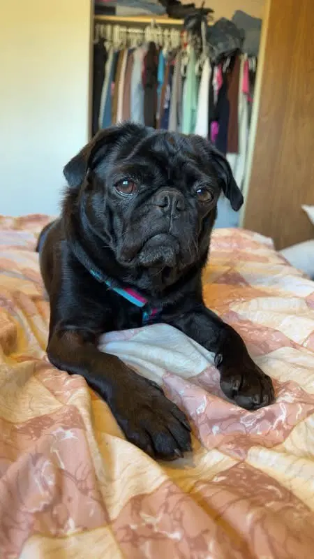 Peggy - Pug
