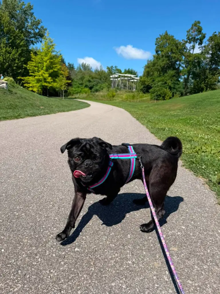 Peggy image 2