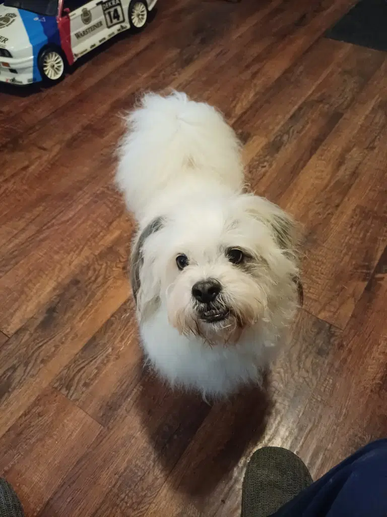 Brantley - Pekingese