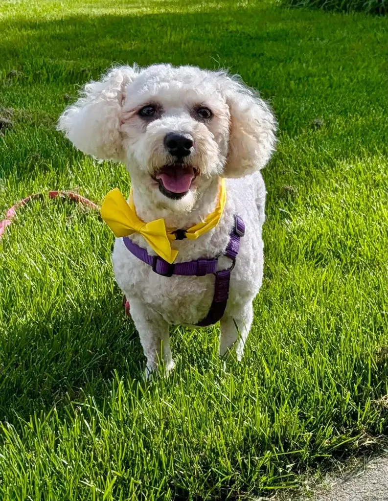Parker - Bichon Frise