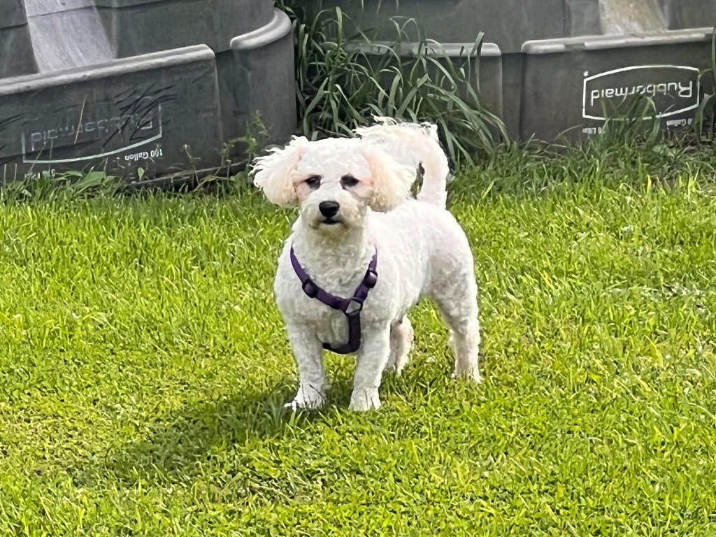 Parker, Bichon Frise