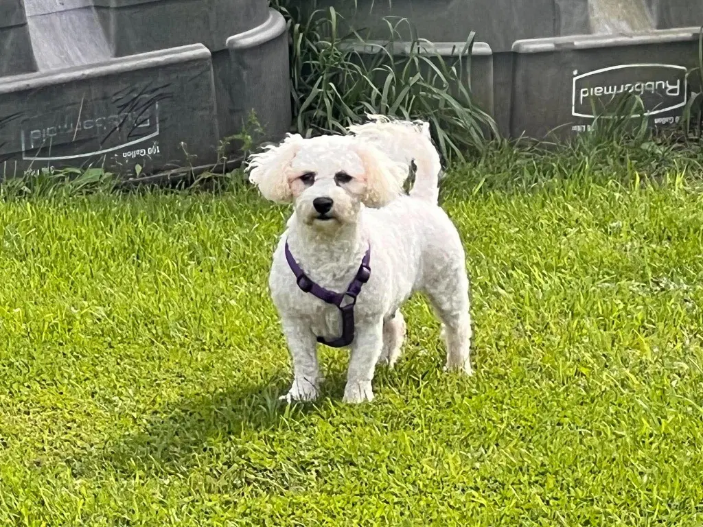 Parker - Bichon Frise