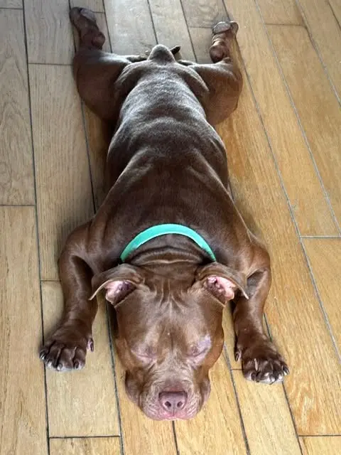 Froggy - American Bulldog