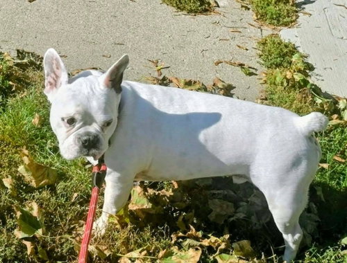 Gavin, a dog for adoption from Homeward Bound Rescue