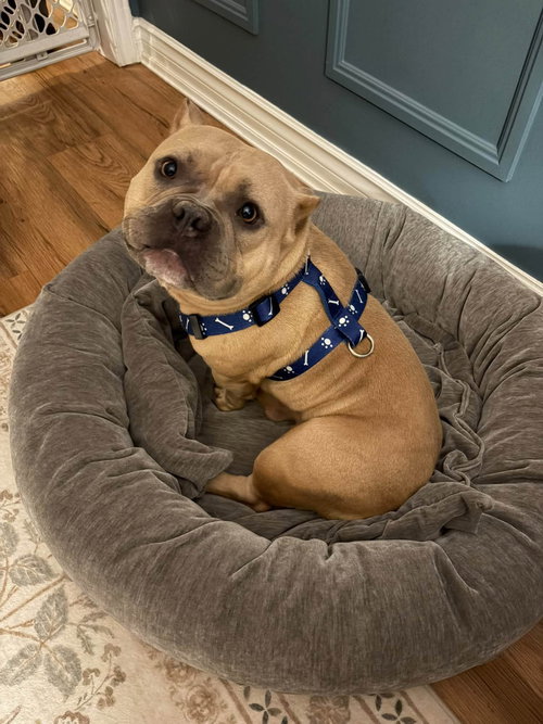 Gemma, a dog for adoption from Homeward Bound Rescue