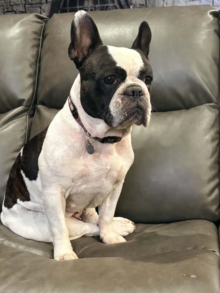 Ellie - French Bulldog